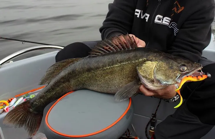guma-savage-gear-4d-real-eel-20cm-bgp-php-przeznaczenie-sandacze