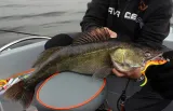guma-savage-gear-4d-real-eel-20cm-bgp-php-przeznaczenie-sandacze