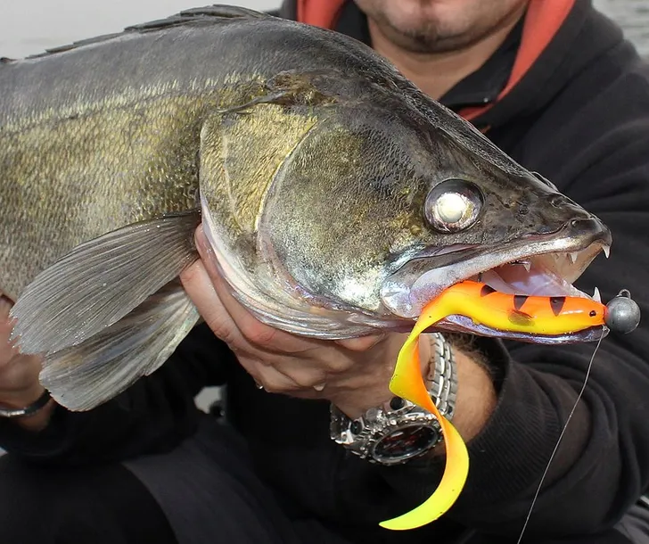 guma-savage-gear-4d-real-eel-20cm-bgp-php-dlugosc-20-cm