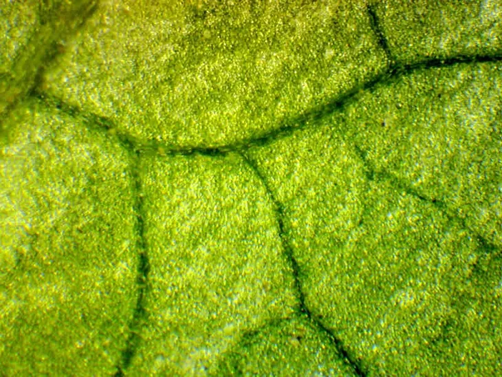 kamera-mikroskopowa-delta-optical-dlt-cam-basic-2-model-dlt-cam-basic-2-mp-usb-2-0-kod-producenta-do-4900