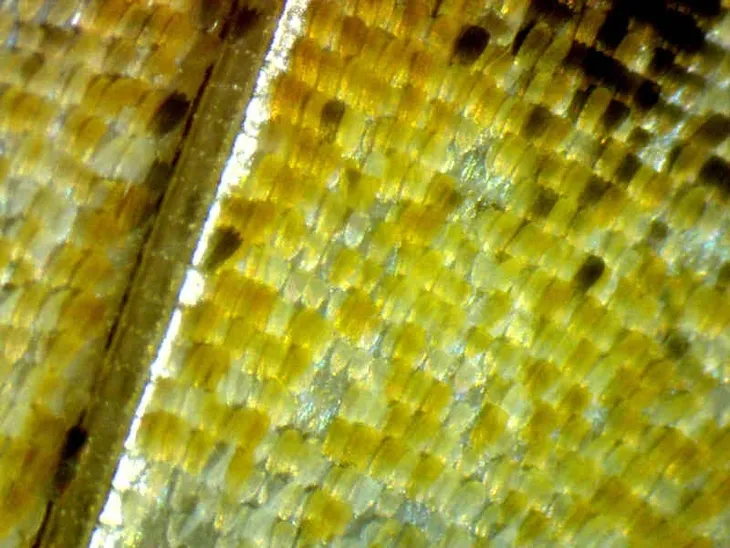 kamera-mikroskopowa-delta-optical-dlt-cam-basic-2-model-dlt-cam-basic-2-mp-usb-2-0-typ-mikroskopu-optyczny