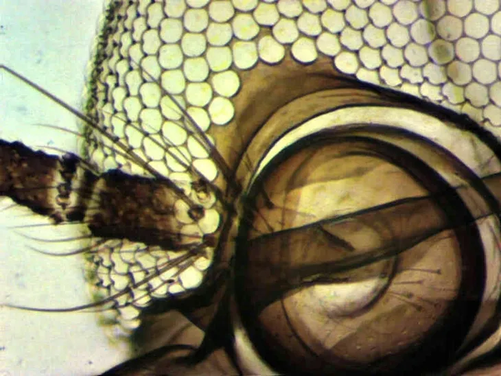 kamera-mikroskopowa-delta-optical-dlt-cam-basic-2-kod-producenta-do-4900-model-dlt-cam-basic-2-mp-usb-2-0