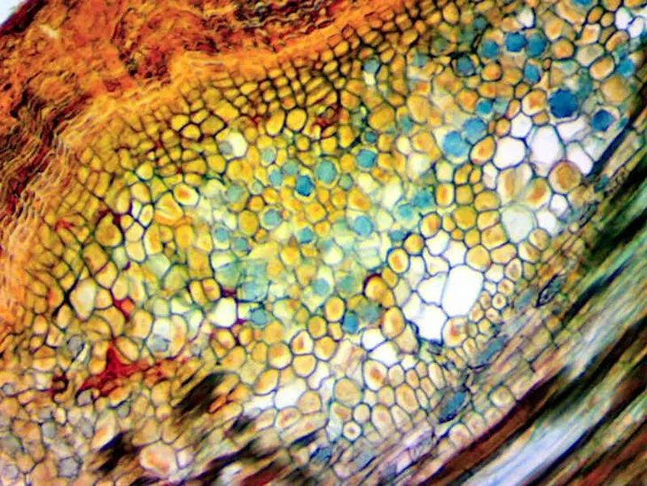 kamera-mikroskopowa-delta-optical-dlt-cam-basic-2-kod-producenta-do-4900-marka-delta-optical