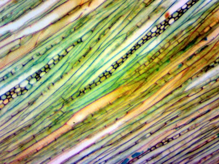 kamera-mikroskopowa-delta-optical-dlt-cam-basic-2-marka-delta-optical-typ-mikroskopu-optyczny