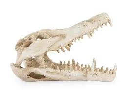 ozdoba-dekoracja-do-terrarium-czaszka-krokodyla