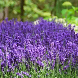 lawenda-hidcote-aromatyczna-mrozoodporna-do-ogrodu-i-donic-sadzonka-p9
