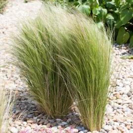 ostnica-pony-tails-falujace-trawy-ozdobne-ideal-do-ogrodu-sadzonka-p9