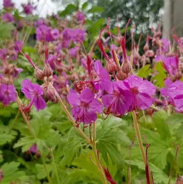 bodziszek-czakor-geranium-pachnace-odporne-na-slonce-sadzonka-p9