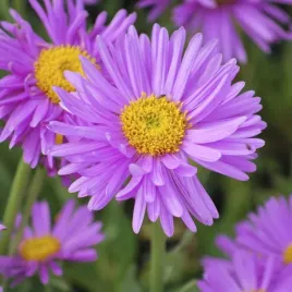 aster-wood-s-purple-fioletowy-niski-jesienny-miododajny-sadzonka-p9