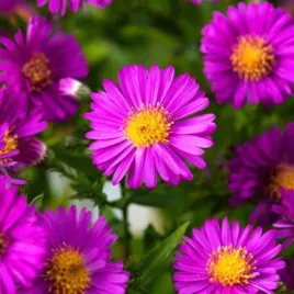 aster-jenny-czerwono-rozowy-niski-jesienny-miododajny-sadzonka-p9