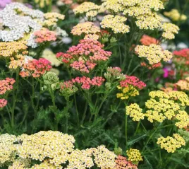 krwawnik-summer-pastels-mix-kolorow-odporny-miododajny-sadzonka-p9