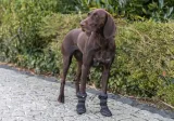 buty-ochronne-na-lapy-lapki-butki-na-zime-snieg-wysokie-dla-psa-trixie-s-2x-waga-z-opakowaniem-0-1-kg