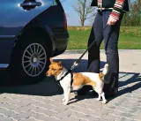 szelki-samochodowe-smycz-pas-dla-malego-psa-regulacja-rixie-xs-20-50cm-15mm-wielkosc-psa-maly-pies