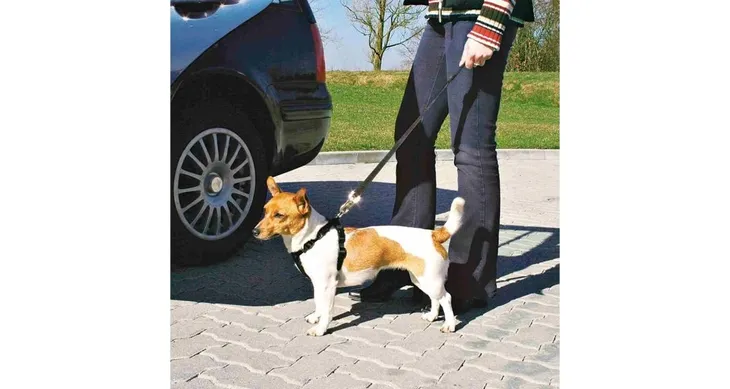 szelki-samochodowe-smycz-pas-dla-malego-psa-regulacja-rixie-xs-20-50cm-15mm-waga-z-opakowaniem-0-2-kg-marka-trixie
