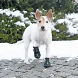 buty-ochronne-na-lapy-lapki-psa-na-zime-lato-trixie-walker-active-xs-2szt-marka-trixie