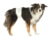 pieluchy-pampersy-dla-psa-dla-samca-dorosle-psy-trixie-xs-20-42cm-2x12szt-waga-z-opakowaniem-205-kg
