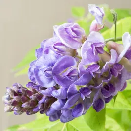 glicynia-amerykanska-wistaria-amethyst-falls-sadzonka-szybko-zakwitajaca