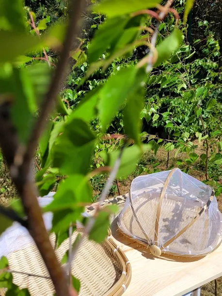 taca-mplco-natural-kod-producenta-mpl072548