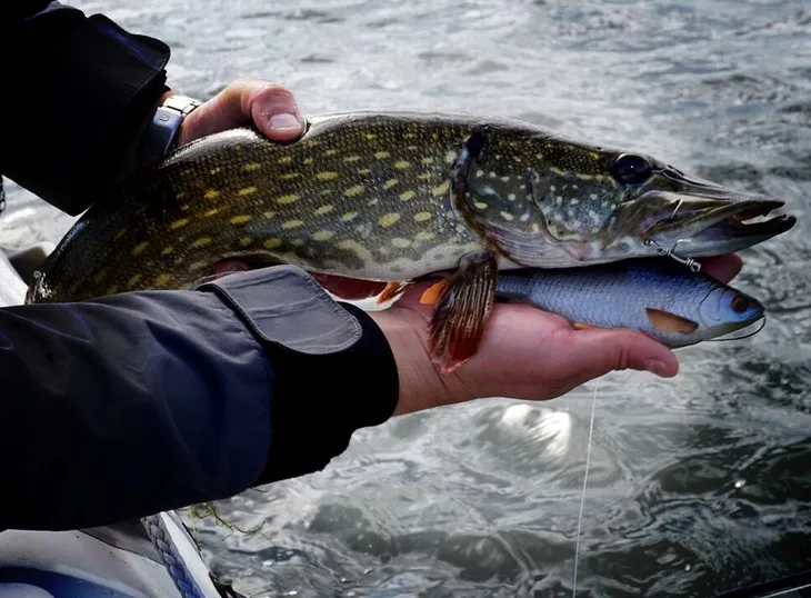 guma-savage-gear-river-roach-22-cm-nazwa-koloru-producenta-dirty-roach