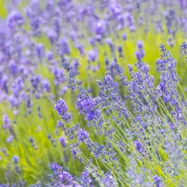 lawenda-waskolistna-blue-scent-sadzonki-mrozoodporna-wieloletnia-pachnac