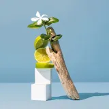 bergamotka-perfumy-do-wnetrz-pomieszczen-tkanin-zapach-cytrusowy-rodzaj-spray-aerozol