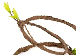 repti-zoo-rozgaleziona-liana-gieta-z-liscmi-150cm