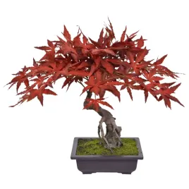 sztuczny-japonski-bonsai-drzewko-szczescia-klon-czerwony-burgundy-50-acer