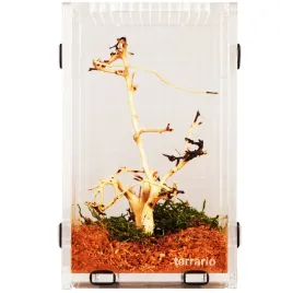 terrarium-terrario-3-l