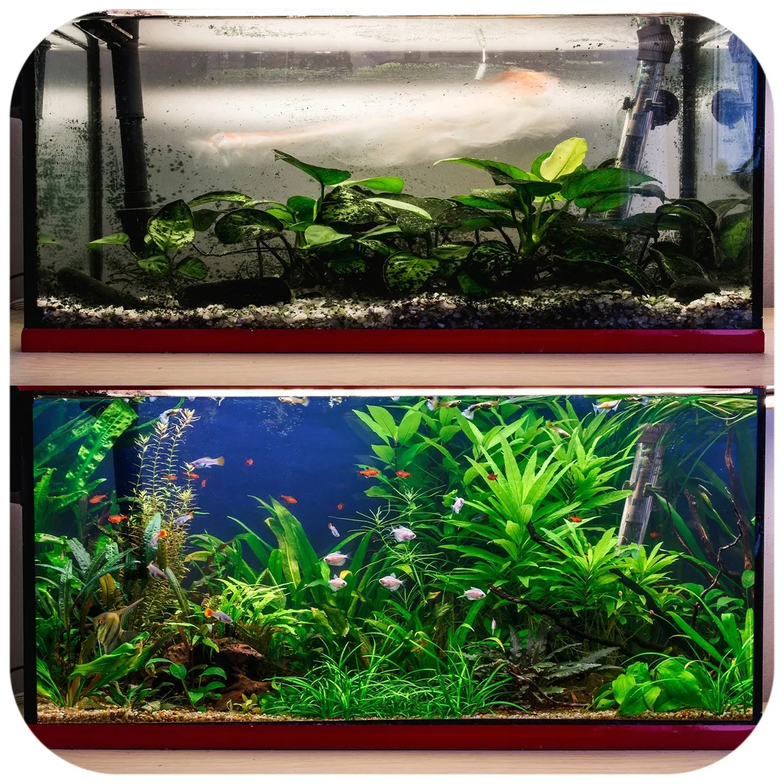 preparat-evolution-do-akwarium-100-ml-kapsulki-na-szlam