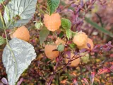 malina-zolta-jantar-jesienna-powtarzajaca-sadzonka-rarytas-nowa-odmiana-rodzaj-rosliny-maliny-i-jezyny