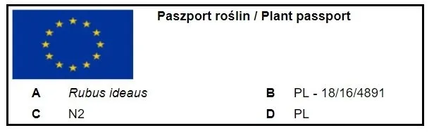 malina-zolta-jantar-jesienna-powtarzajaca-sadzonka-rarytas-nowa-odmiana-nazwa-lacinska-rubus-idaeus
