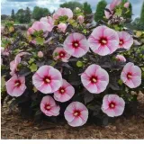 hibiskus-bylinowy-starry-night