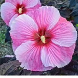 hibiskus-bylinowy-starry-night