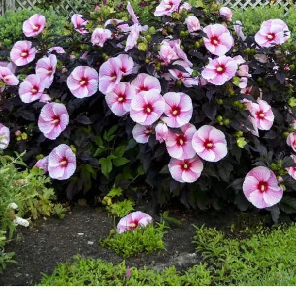 hibiskus-bylinowy-starry-night
