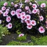 hibiskus-bylinowy-starry-night