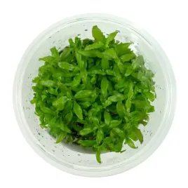 hygrophila-polysperma-sunset-nadwodka-in-vitro-kubek-10cm-roslina-akwariowa