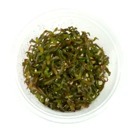 ammania-gracilis-amania-wysmukla-in-vitro-kubek-10cm-roslina-akwariowa