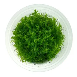 rotala-sp-nanjenshan-roslina-akwariowa-iii-plan-in-vitro-kubek-10cm