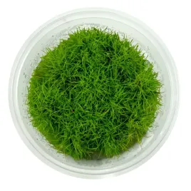 eleocharis-sp-mini-poniklo-trawnik-akwariowy-in-vitro-kubek-10cm
