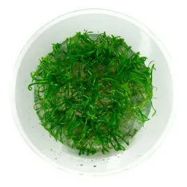 lilaeopsis-brasilensis-trawnik-lileopsis-brazylijski-in-vitro-kubek-10cm
