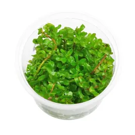 rotala-sp-shimoga-in-vitro-kubek-10cm-rarytas-roslina-akwariowa
