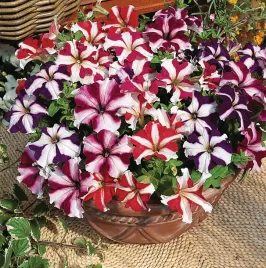 petunia-wielkokwiatowa-festival-star-mix-petunia-grandiflora