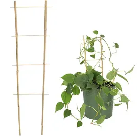 pergola-bambus-gardenline-drabinka-60-cm-podwojna