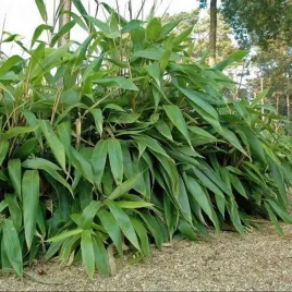 bambus-mrozoodporny-sasa-palmata-1-szt-doniczka-c3