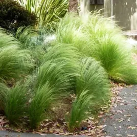 ostnica-mocna-stipa-pony-tails-doniczka-p9-1-szt