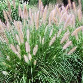 pennisetum-rozplenica-japonska-1-szt-doniczka-p9