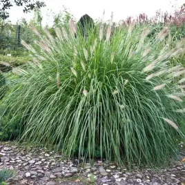 pennisetum-rozplenica-herbstzauber-1-szt-p9