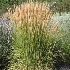 trzcinnik-ostrokwiatowy-avalanche-1-szt-c2