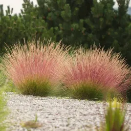 festuca-kostrzewa-miedzianobrody-1-szt-doniczka-c2