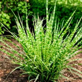 miscanthus-miskant-chinski-strictus-dwarf-doniczka-p9-1-szt